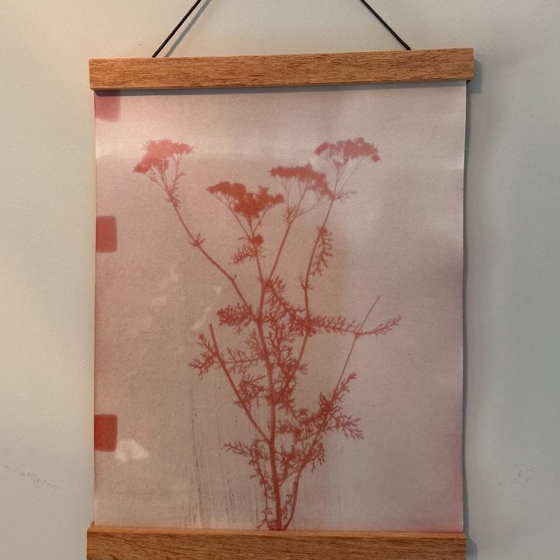 Bonus 4: a framed turmeric sun print hanging on the wall, a rust-orange Queen Anne's lace silhouette on pale yellow paper