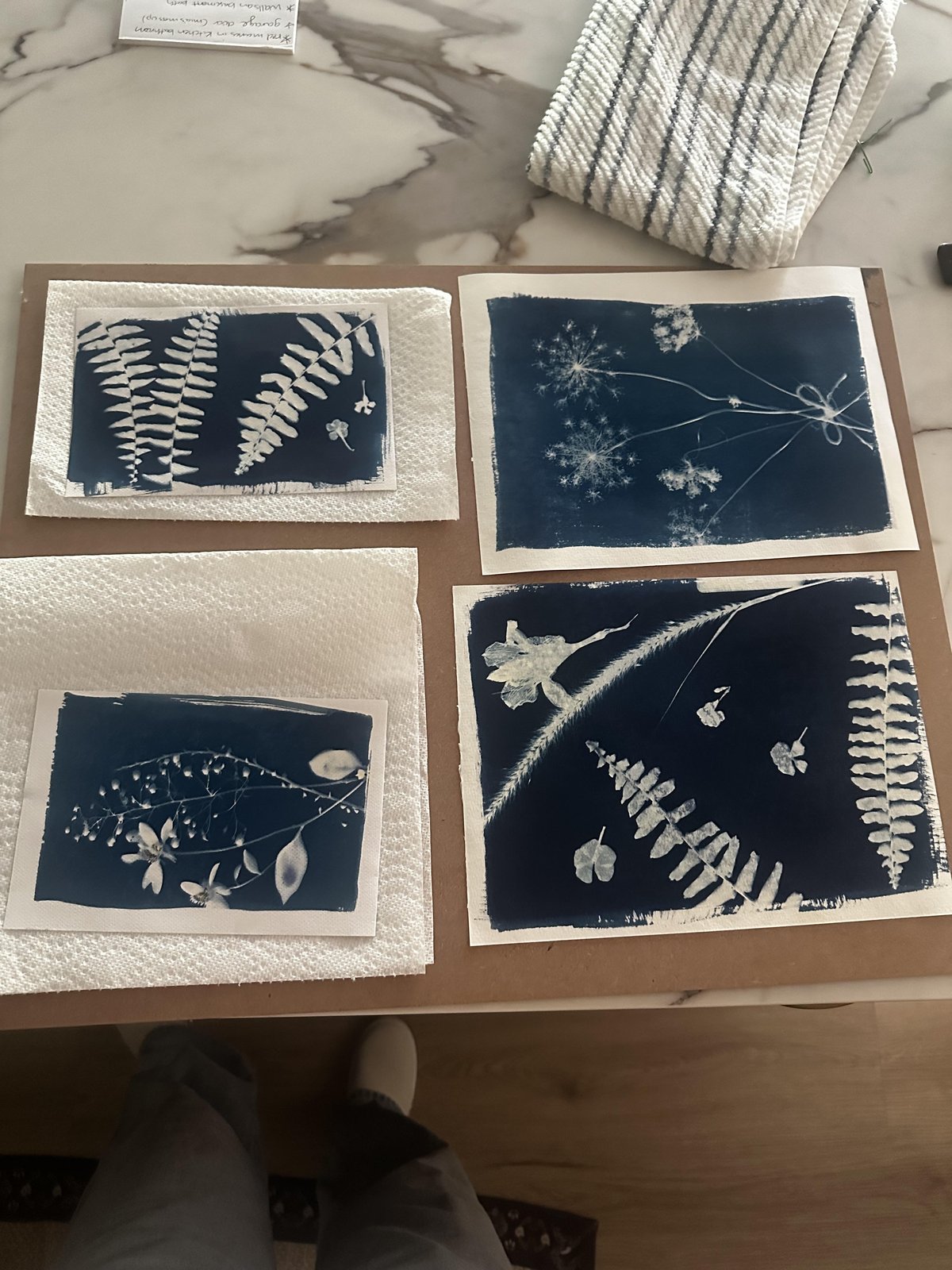 Four botanical cyanotype prints made by a student, drying on paper towels and a board on a kitchen counter