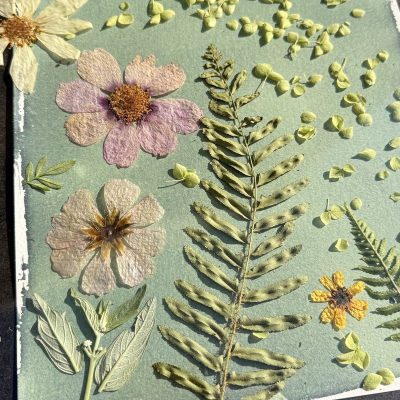 Module 3: pressed cosmos, ferns, and Queen Anne's lace arranged on a sheet of coated, green-tinted watercolor paper