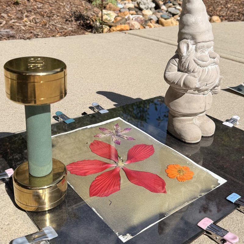 Module 4: a coated print with a red hibiscus under glass on the sunny driveway, held flat with a brass weight and clips, a garden gnome standing beside it