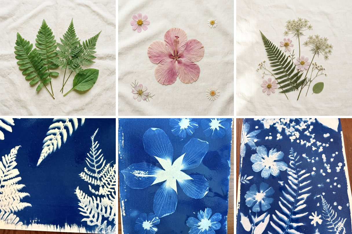 Three before-and-after pairs: fern fronds on cream linen above the ferns cyanotype they become, a pressed pink hibiscus with small cosmos above its Prussian blue print, and Queen Anne's lace with a fern and cosmos above the mixed botanical print
